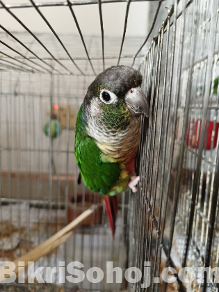 গ্রিন চিক কনুর